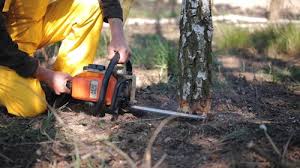 Professional  Tree Services in Worthington, IN